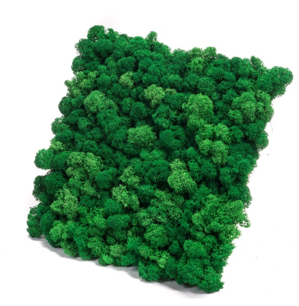 Reindeer moss wall panel 50 x 50cm (0,25m2)  color - medium green